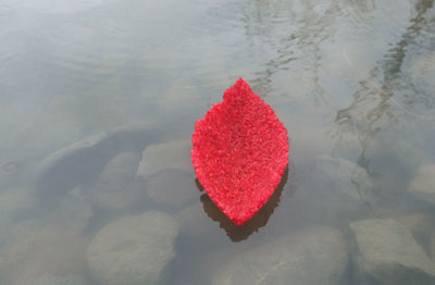 photograph by Sonja van Kerkhoff