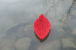 Photograph by Sonja van Kerkhoff