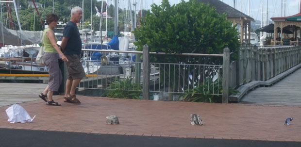 Sonja herds elephants from the Town Basin Pohutakawa tree along the wharf towards the Whangarei art gallery