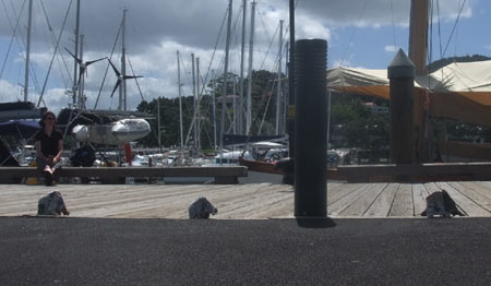 Sonja herds elephants from the Town Basin Pohutakawa tree along the wharf towards the Whangarei art gallery.