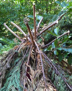 Sculpture by Sonja van Kerkhoff