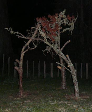 Land Art or a Site specific outdoor sculpture made out of dead tree branches by Sen McGlinn + Sonja van Kerkhoff at the 2013 Tahora High-country International Sculpture