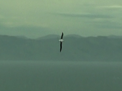 still from a video by Sonja van Kerkhoff