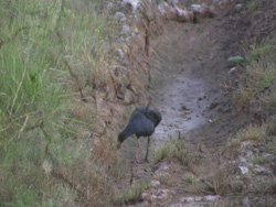 still from a video by Sonja van Kerkhoff + Sen McGlinn