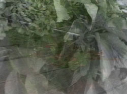 still from a video by Sonja van Kerkhoff